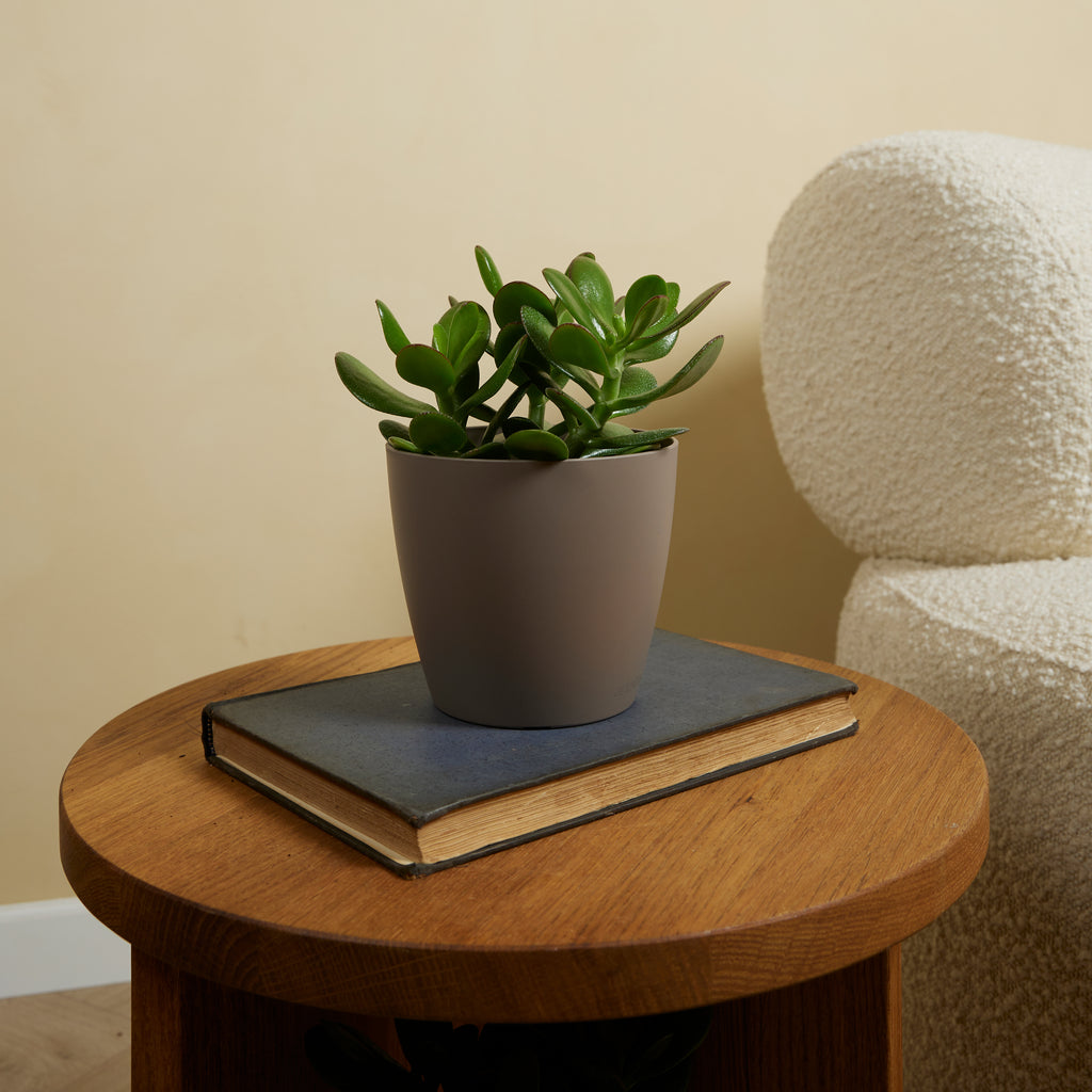 Crassula ovata – Planta de interior