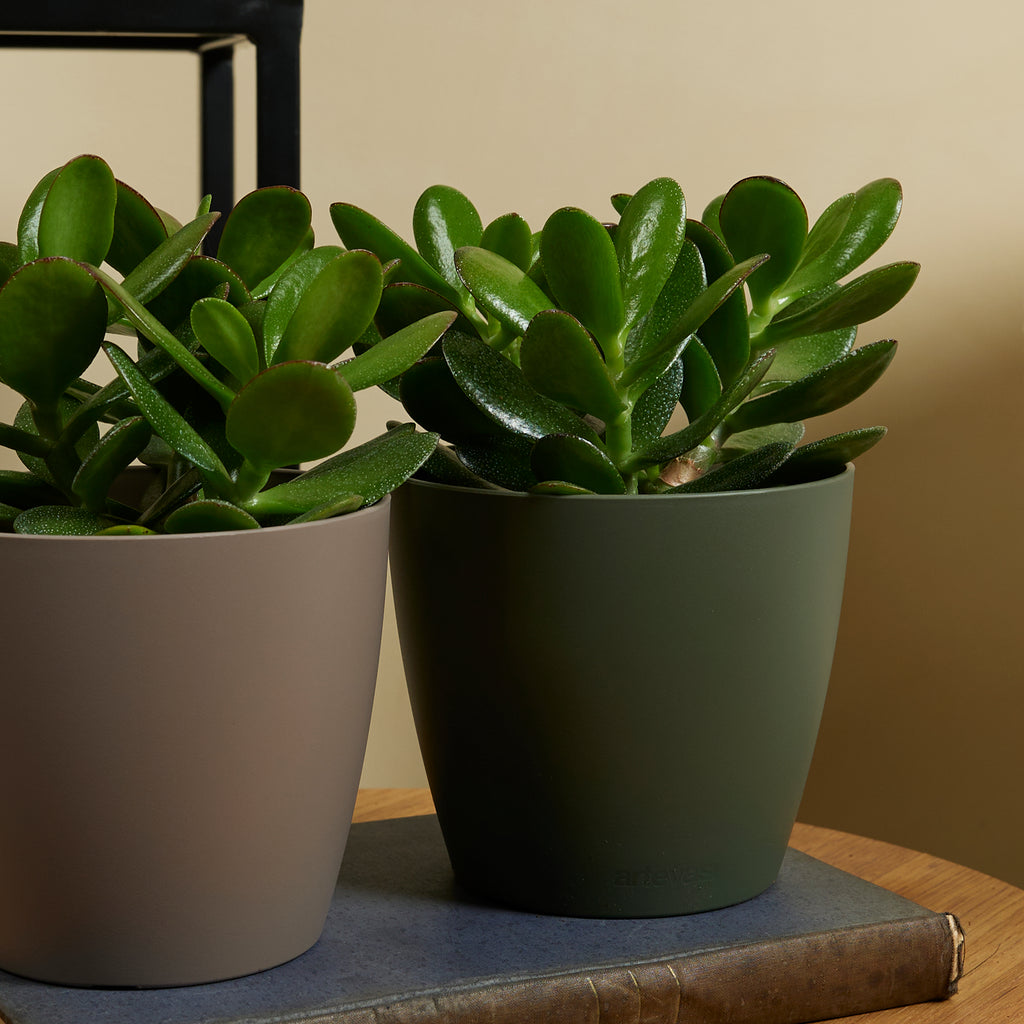 Crassula ovata – Planta de interior