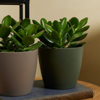Crassula ovata – Planta de interior