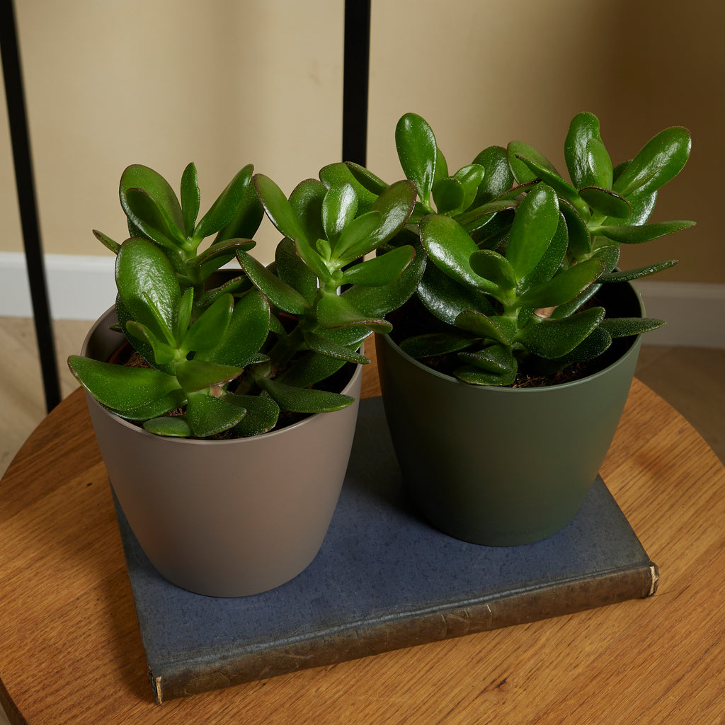 Crassula ovata – Planta de interior