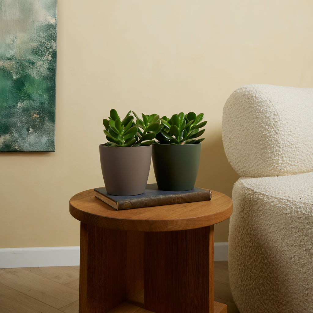 Crassula ovata – Planta de interior