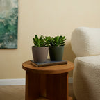 Crassula ovata – Planta de interior