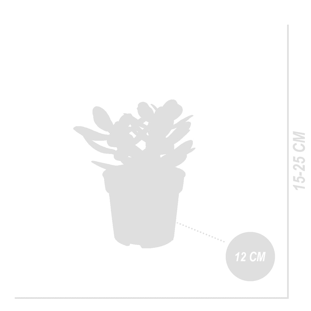 Crassula ovata – Planta de interior
