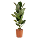 Ficus elástica robusta