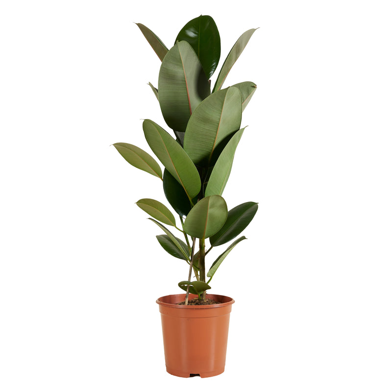 Ficus elástica robusta