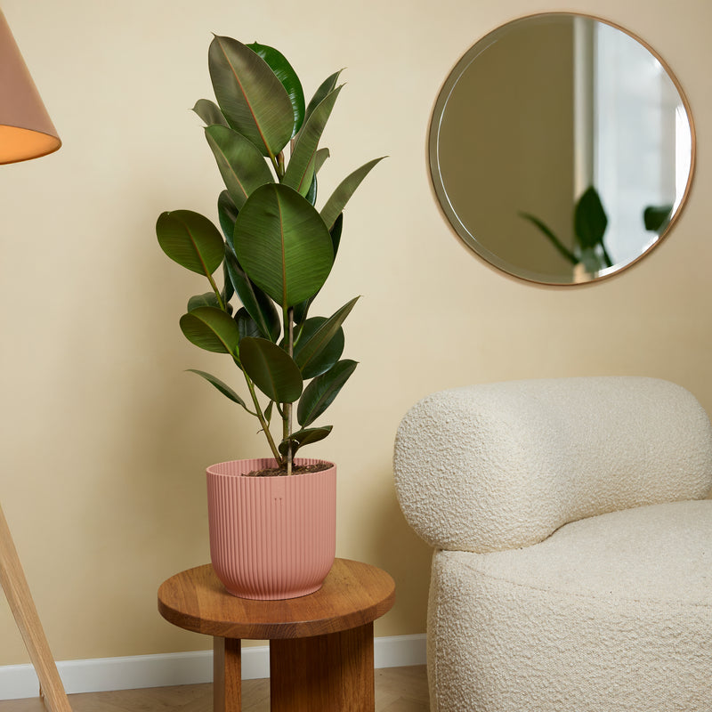 Ficus elástica robusta