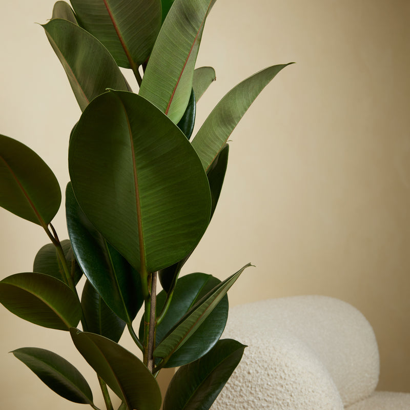 Ficus elástica robusta