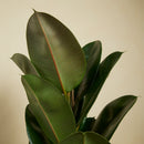 Ficus elástica robusta