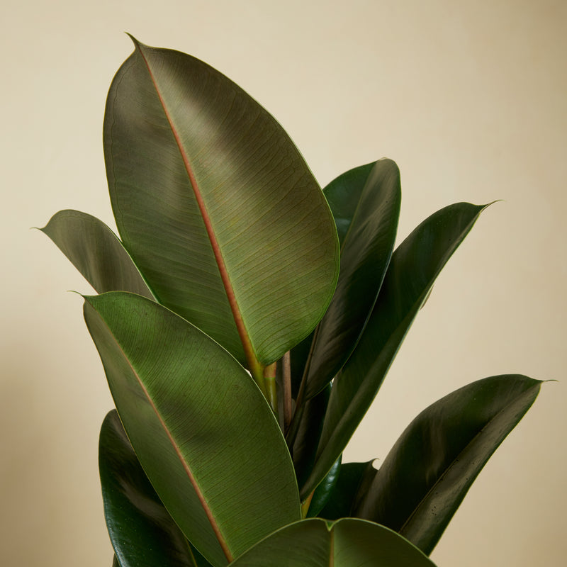 Ficus elástica robusta