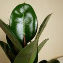 Ficus elástica robusta
