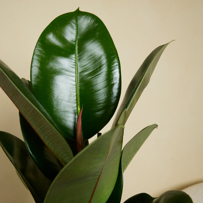 Ficus elástica robusta