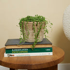 Senecio Rowleyanus – Plante D'Intérieur