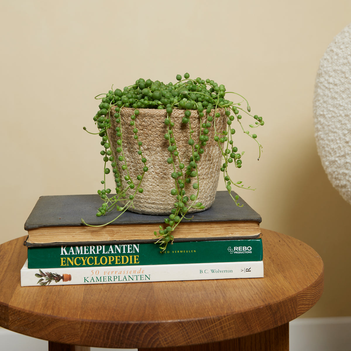 Senecio Rowleyanus – Plante D'Intérieur