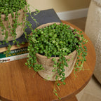Senecio Rowleyanus – Plante D'Intérieur