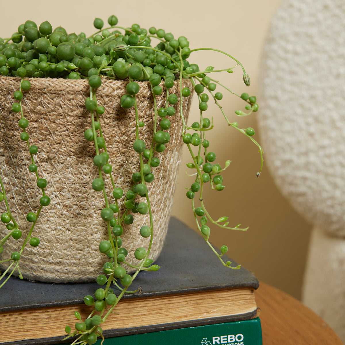 Senecio Rowleyanus – Plante D'Intérieur