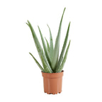 Aloe Vera XL – Planta de interior