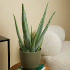 Aloe Vera XL – Planta de interior