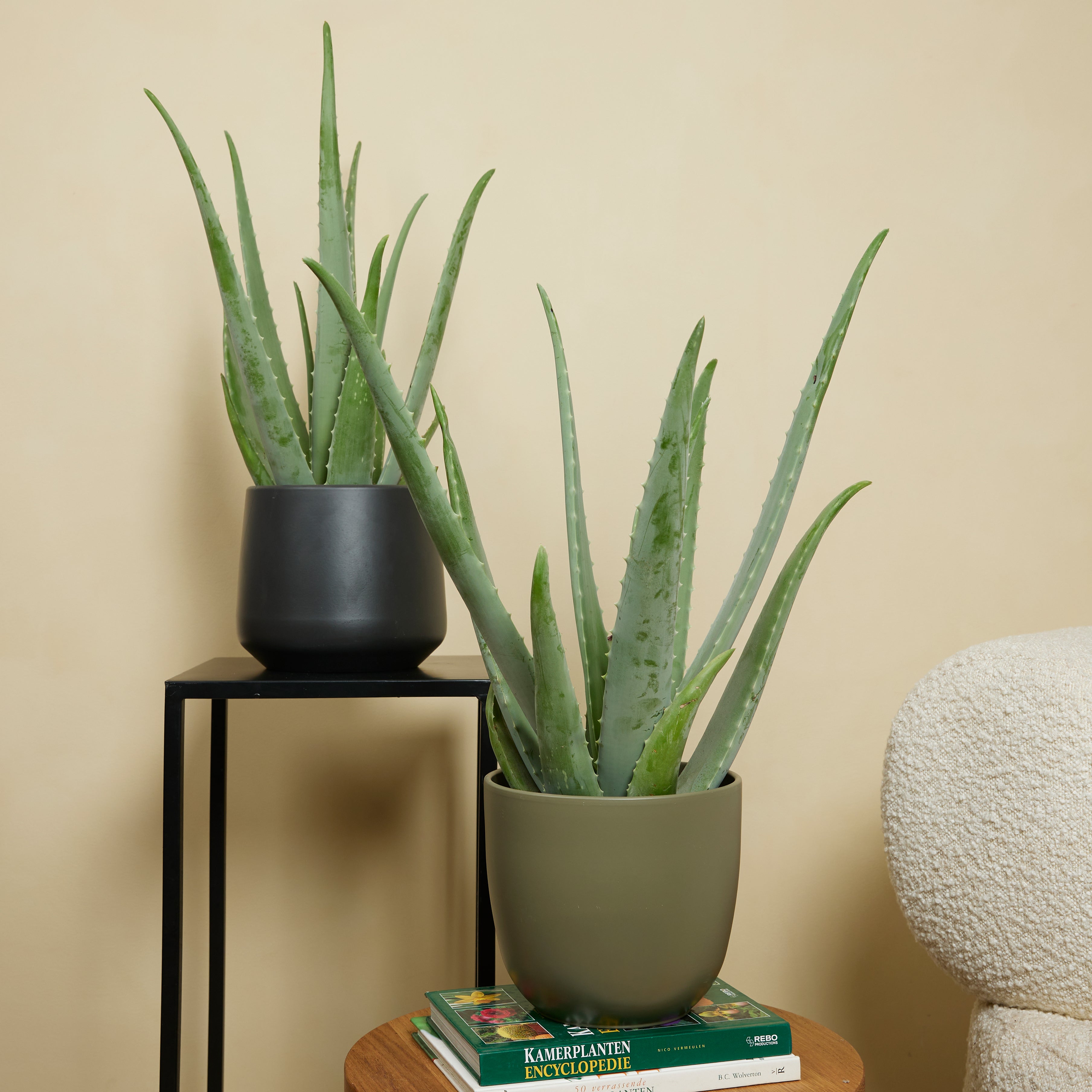 Aloe Vera XL – Planta de interior