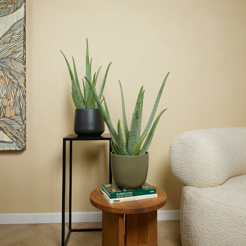 Aloe Vera XL – Planta de interior