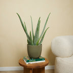 Aloe Vera XL – Planta de interior