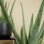 Aloe Vera XL – Planta de interior