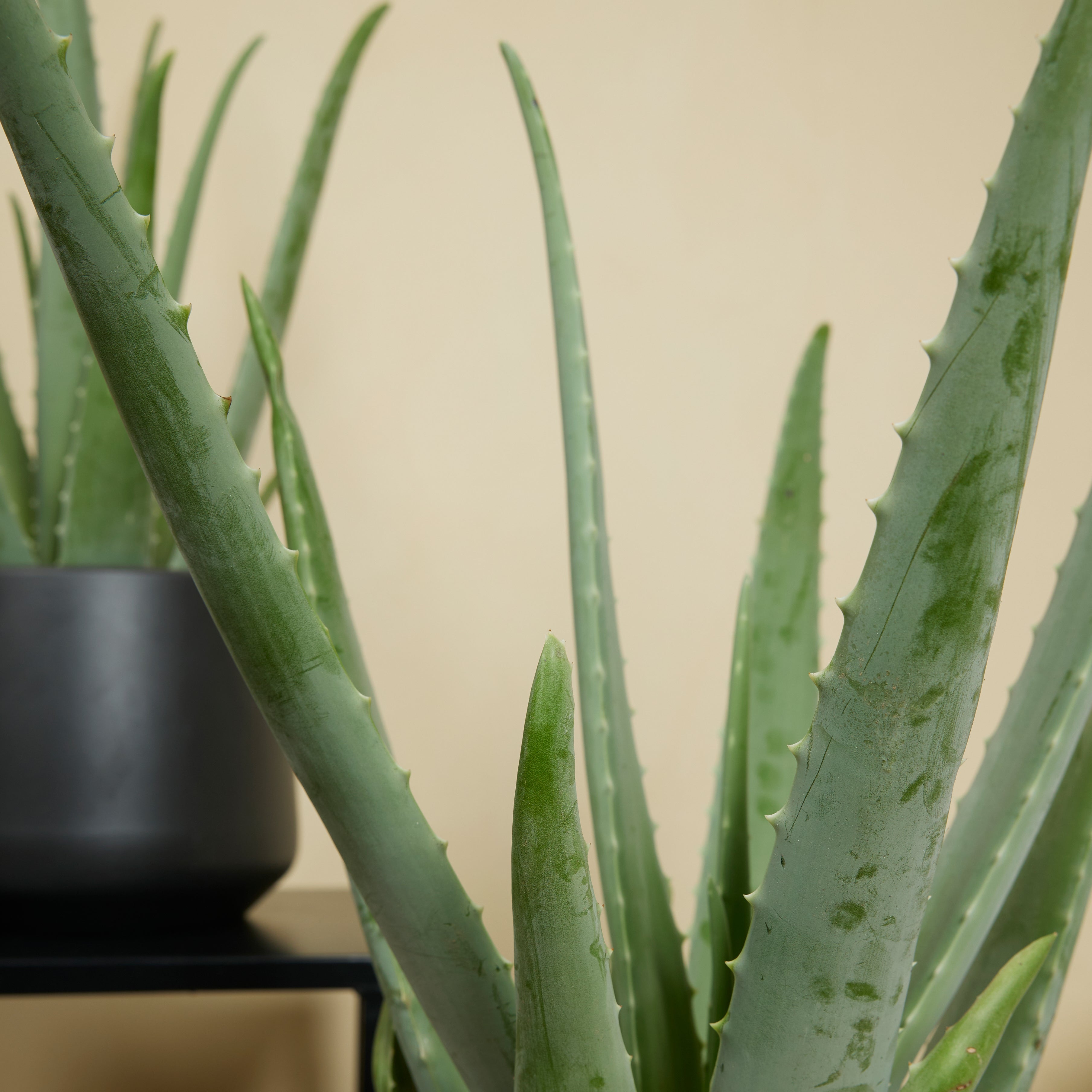 Aloe Vera XL – Planta de interior