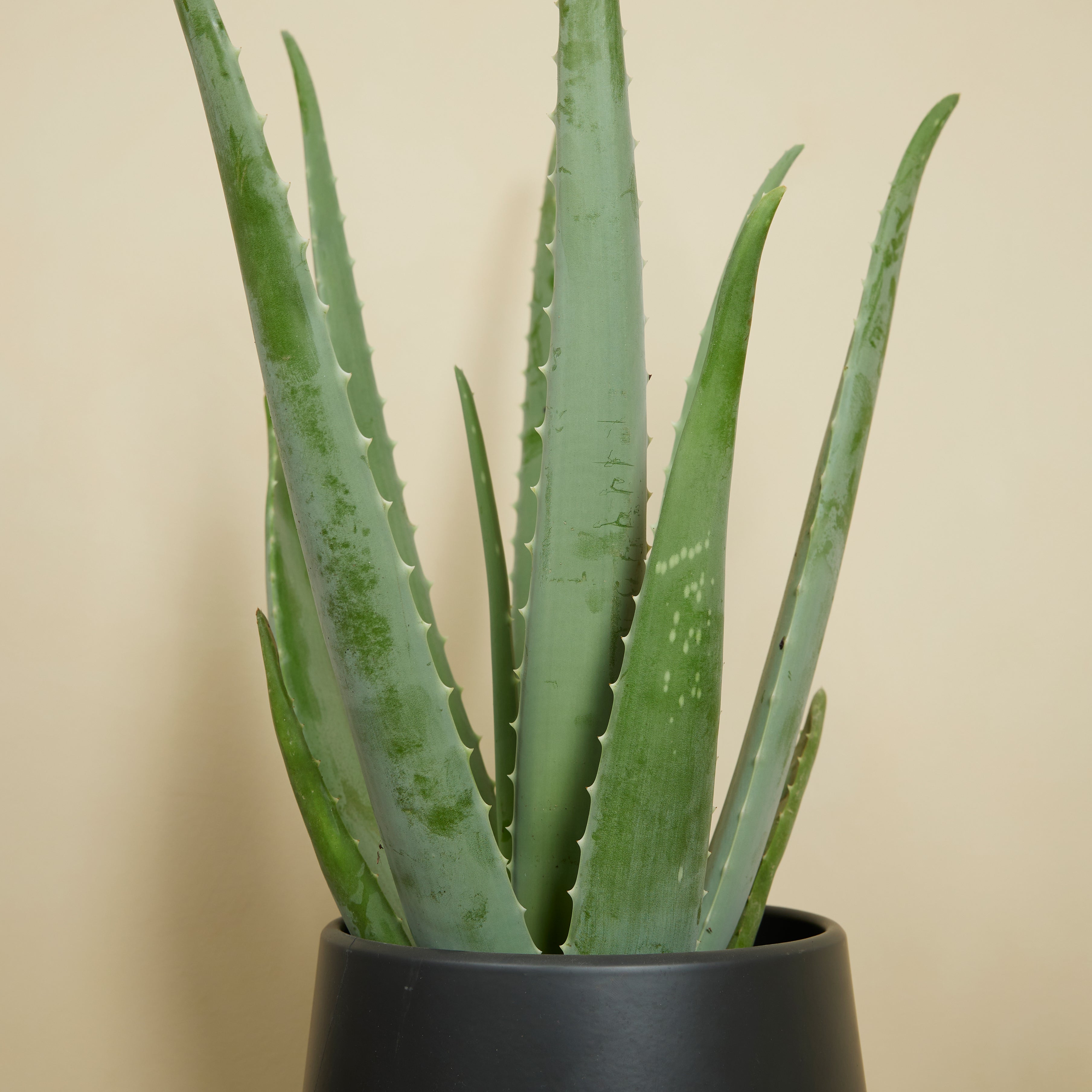 Aloe Vera XL – Planta de interior