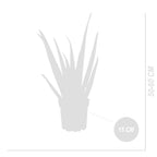 Aloe Vera XL – Planta de interior