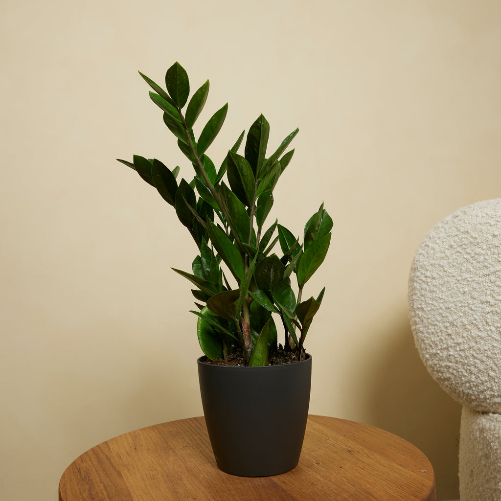 Zamioculcas Zz – Planta de interior
