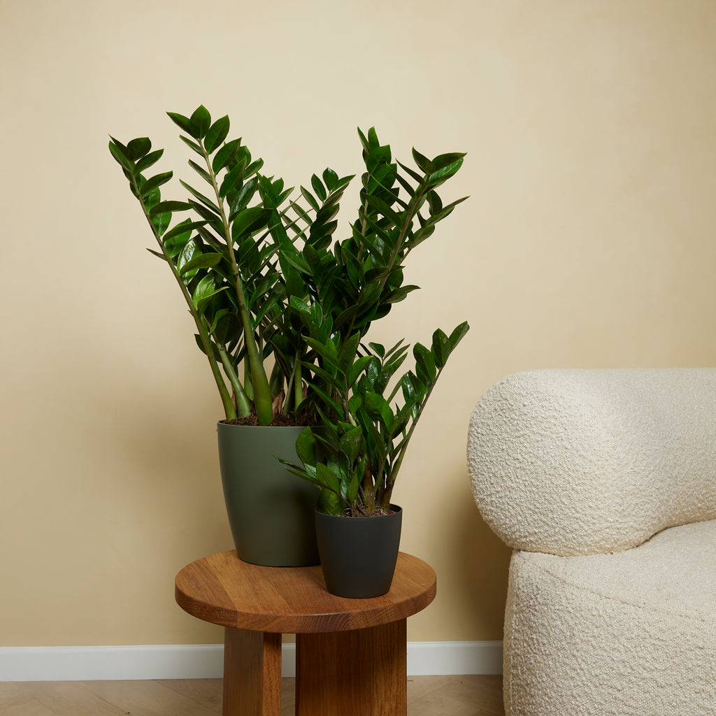 Zamioculcas Zz – Planta de interior