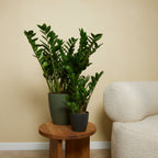 Zamioculcas Zz – Planta de interior