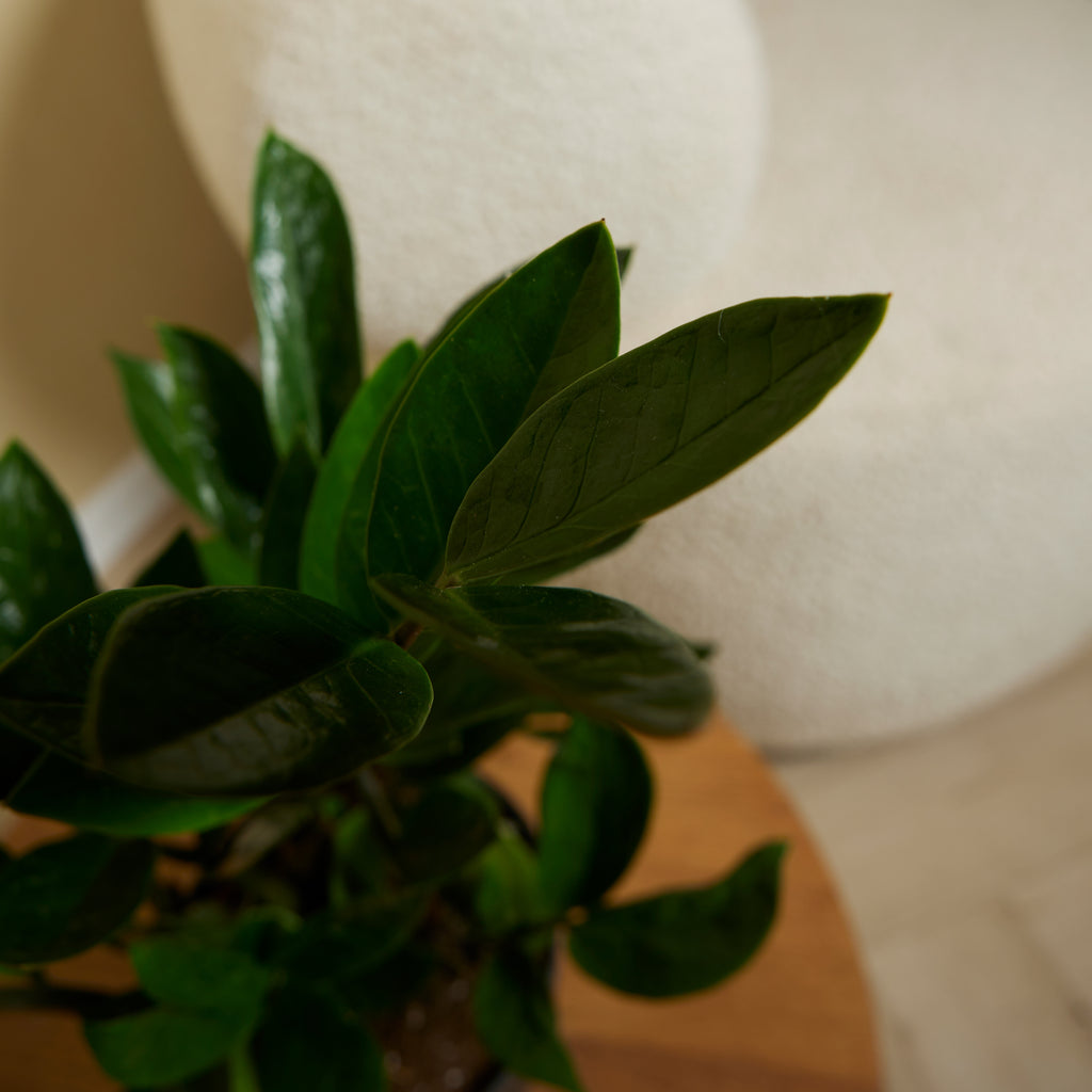 Zamioculcas Zz – Planta de interior
