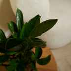 Zamioculcas Zz – Planta de interior