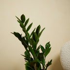 Zamioculcas Zz – Planta de interior