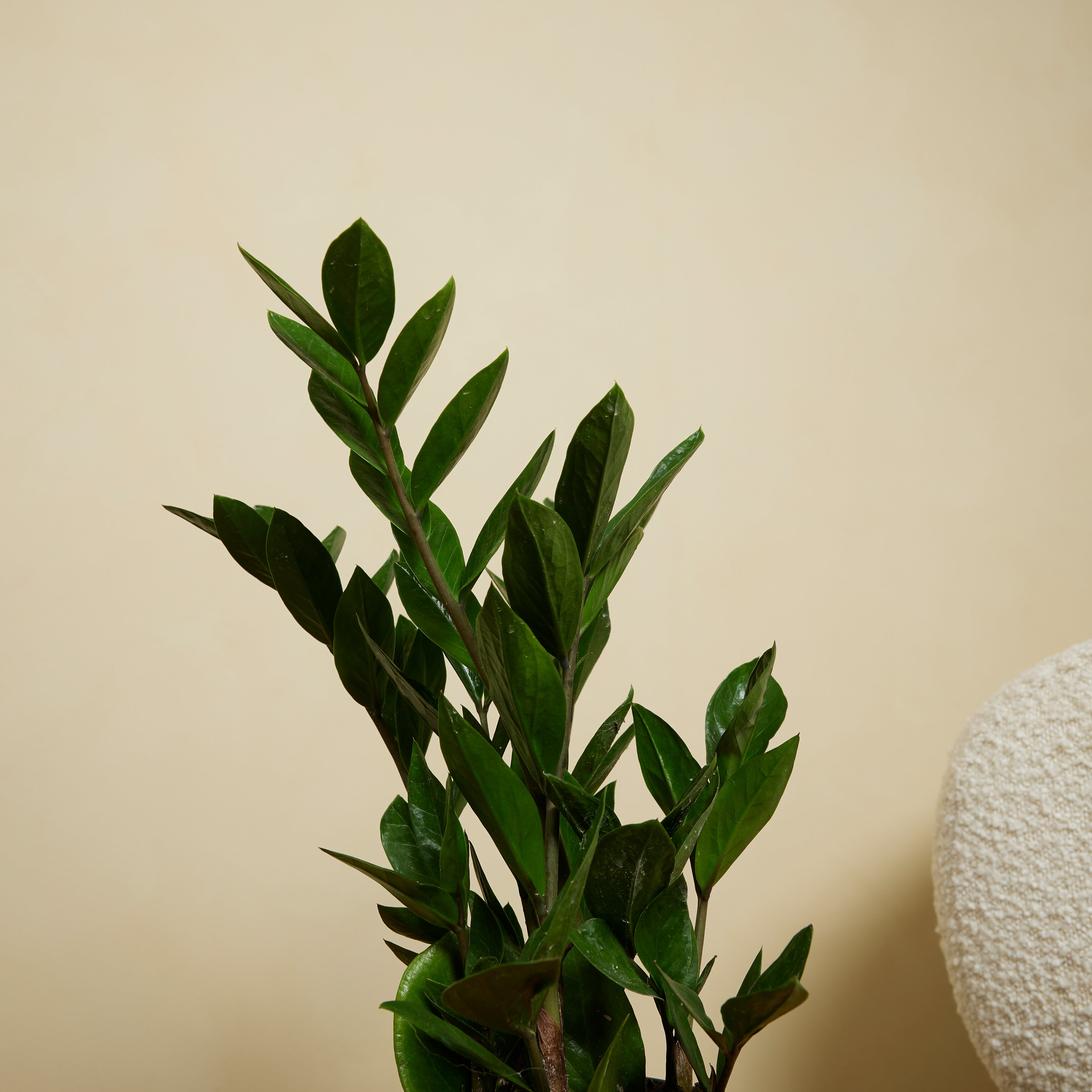 Zamioculcas Zz – Planta de interior