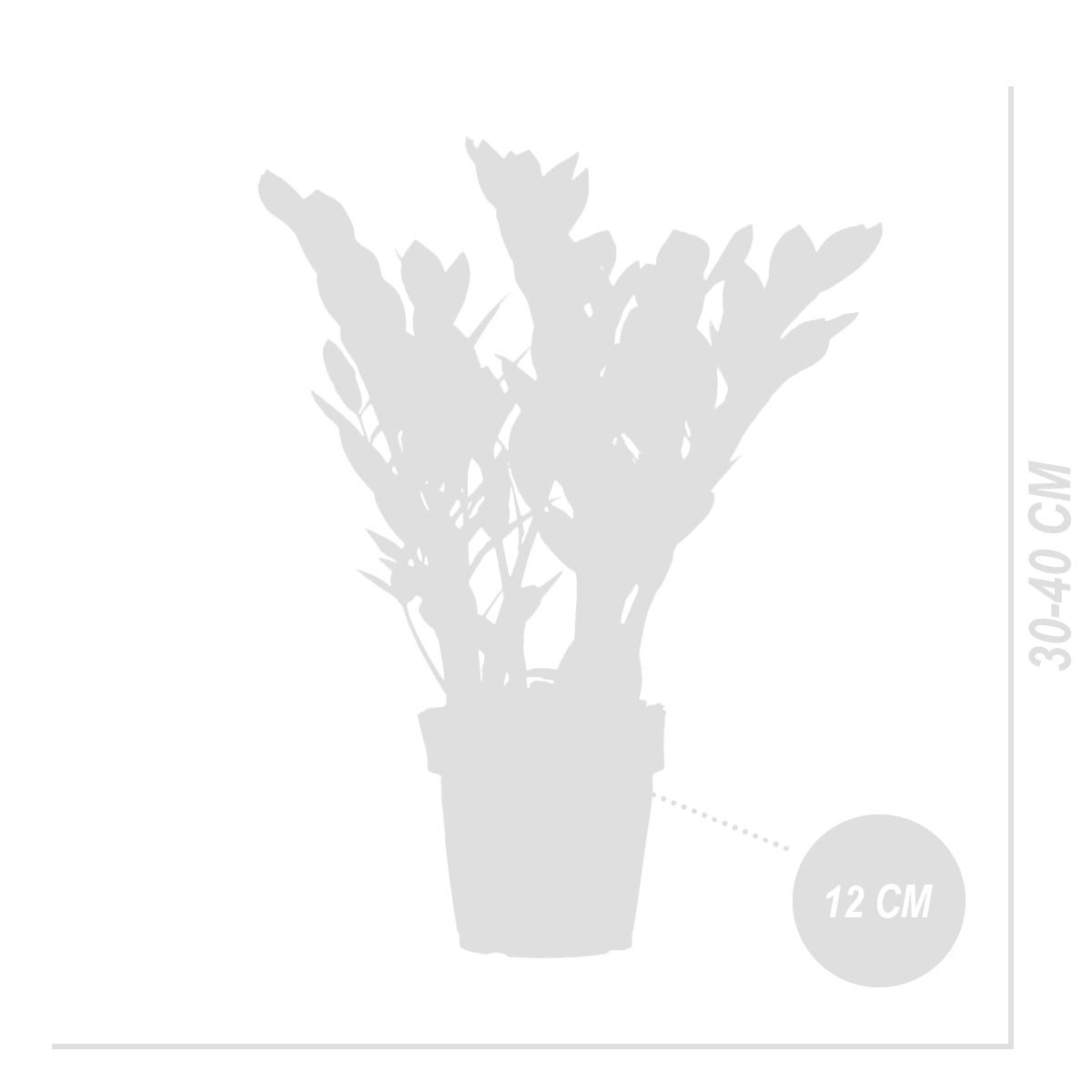 Zamioculcas Zz – Planta de interior