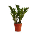 Zamioculcas Zz – Planta de interior