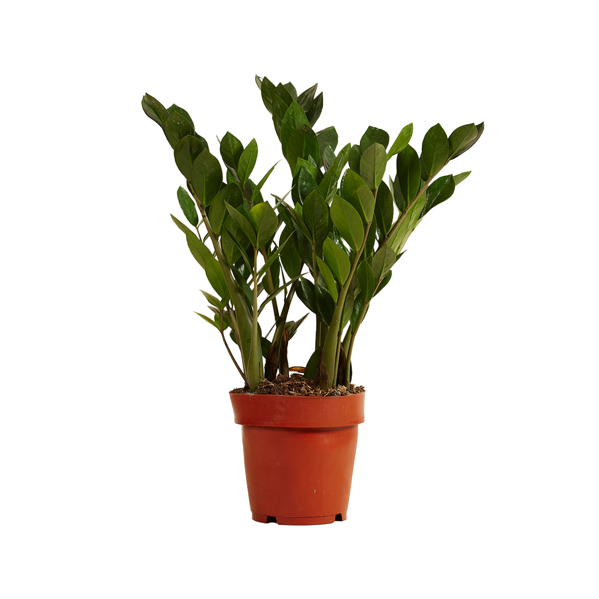 Zamioculcas Zz – Planta de interior
