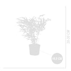 Lote de 3 bambúes formidables – Planta de exterior