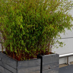 Lote de 3 bambúes formidables – Planta de exterior