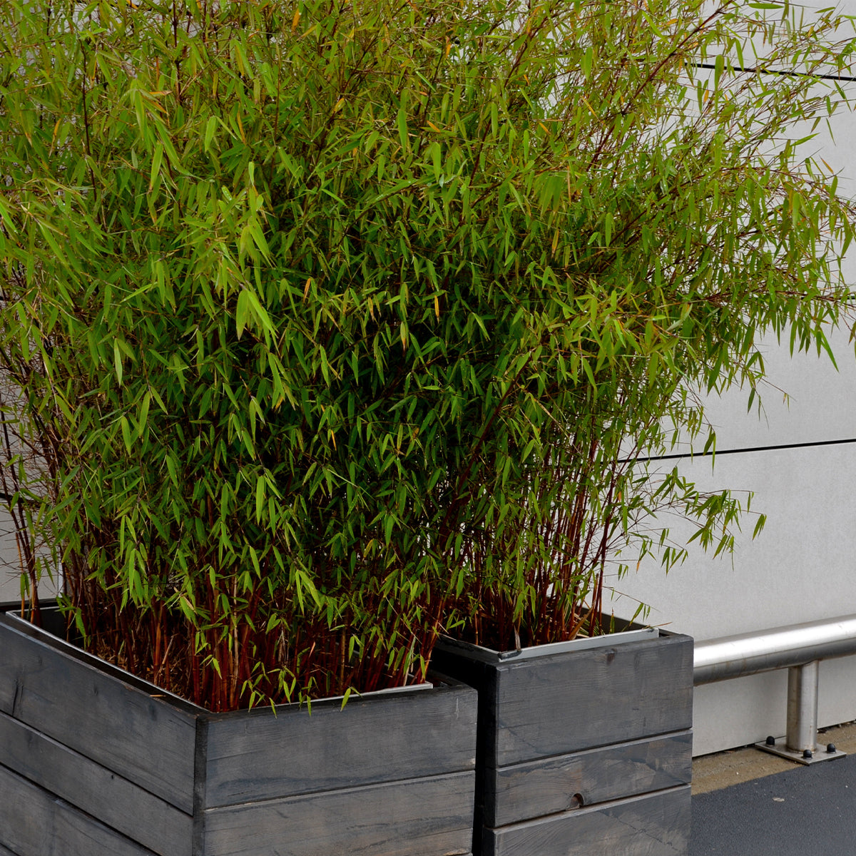 Lote de 3 bambúes formidables – Planta de exterior