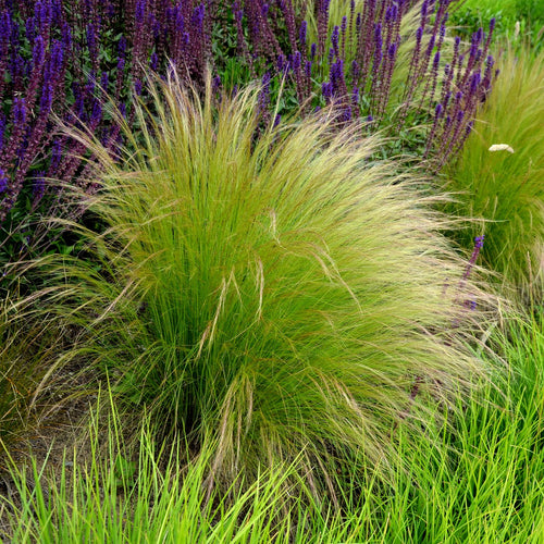 Lot De 3 Stipa – Plante D'Extérieur