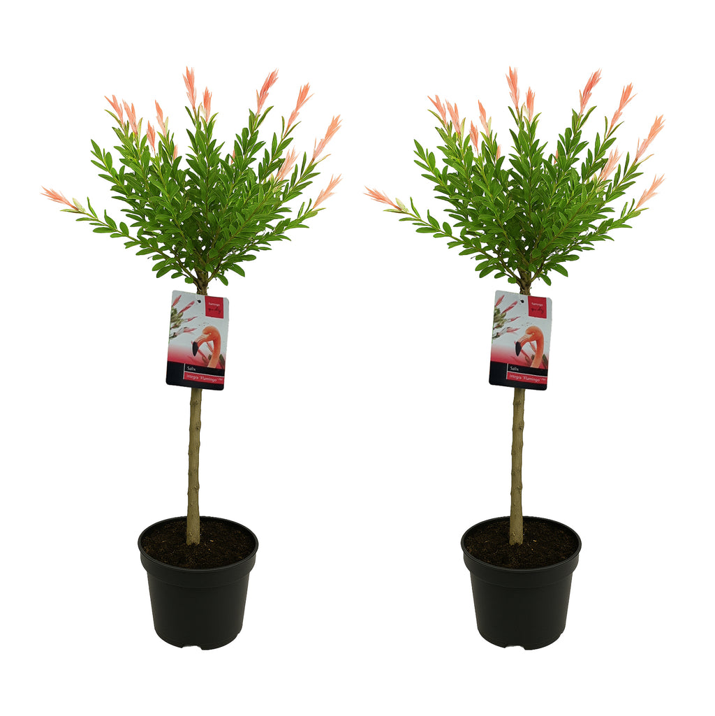 Set of 2 Salix Flamingo – Outdoor Plant