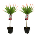 Set of 2 Salix Flamingo – Outdoor Plant