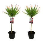 Set of 2 Salix Flamingo – Outdoor Plant