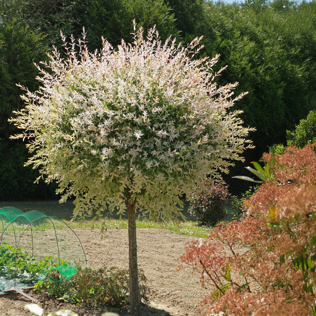 Set of 2 Salix Flamingo – Outdoor Plant