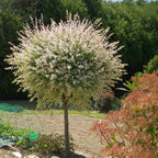 Set of 2 Salix Flamingo – Outdoor Plant