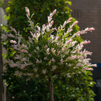 Set of 2 Salix Flamingo – Outdoor Plant