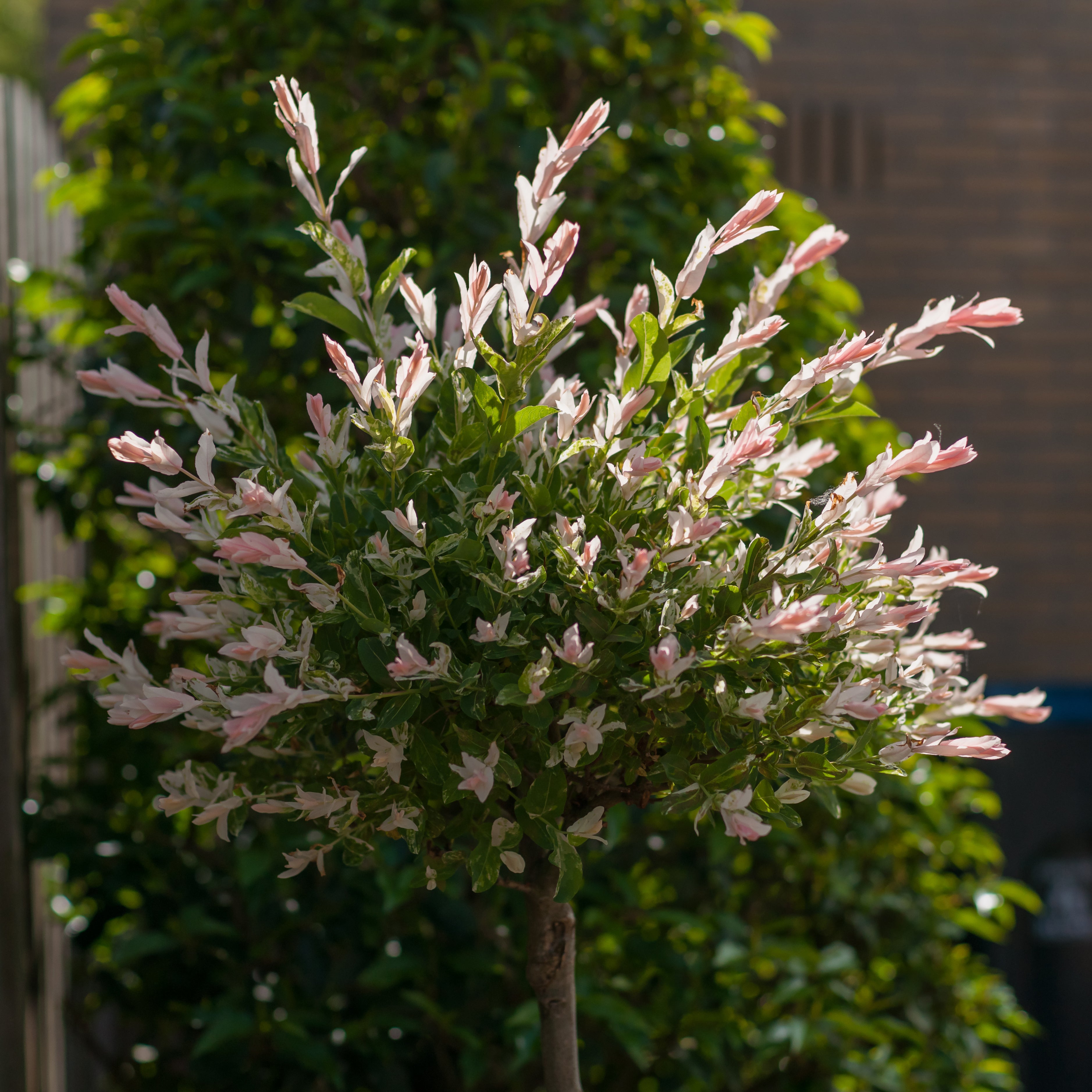 Set of 2 Salix Flamingo – Outdoor Plant