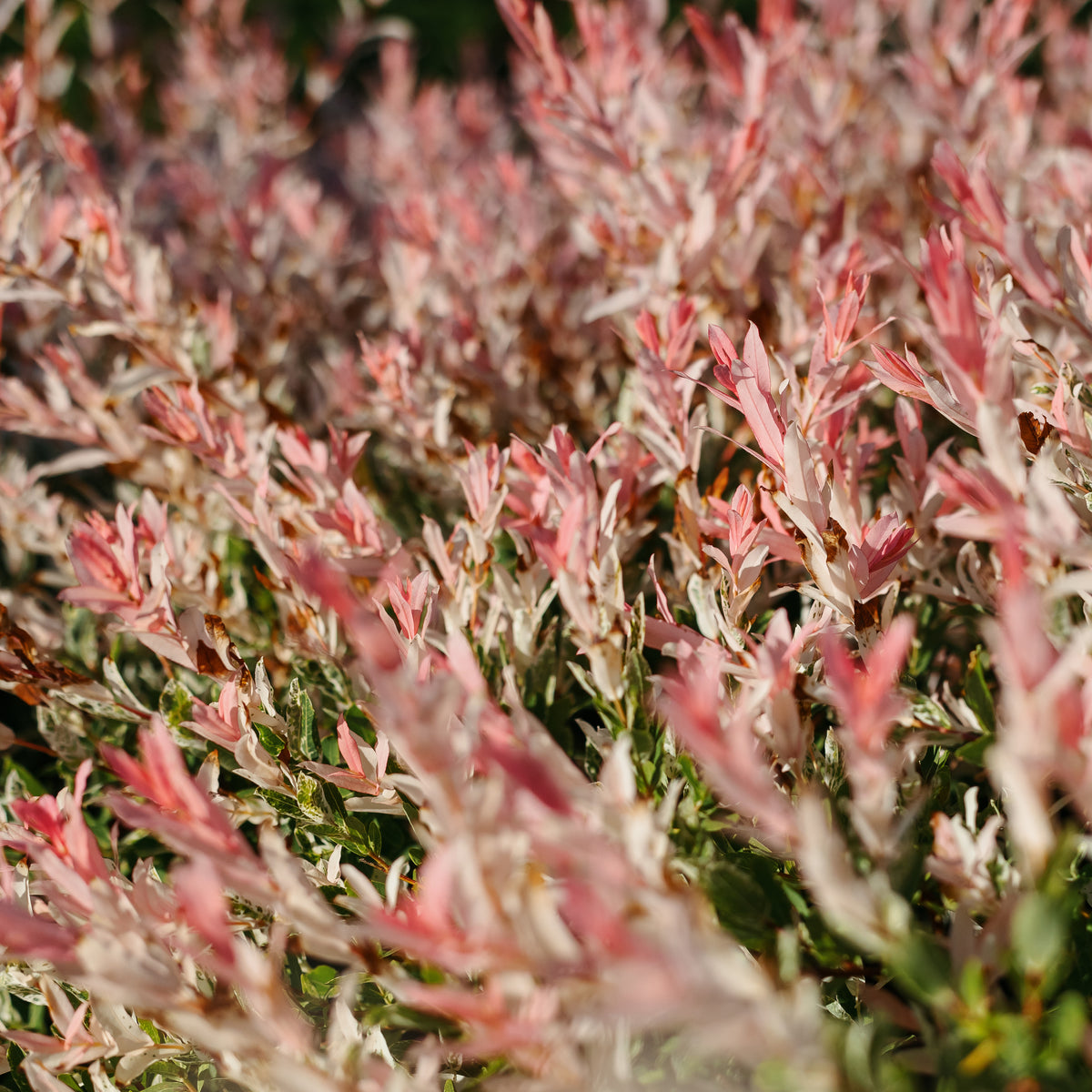 Set of 2 Salix Flamingo – Outdoor Plant
